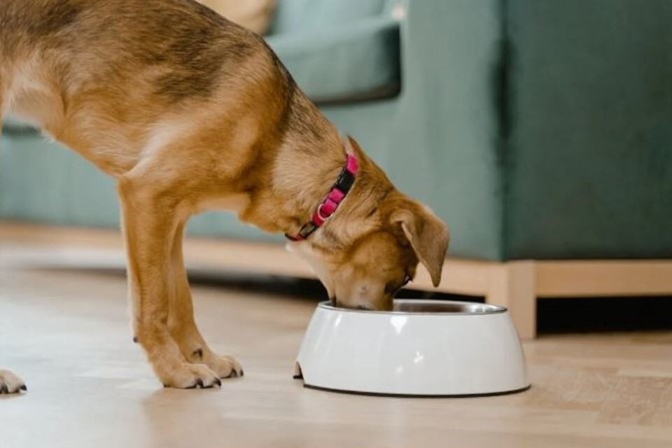 Best Fresh Dog Food