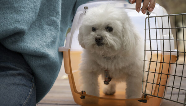 Pet Care and Human Health Supplements at AddToTrolly