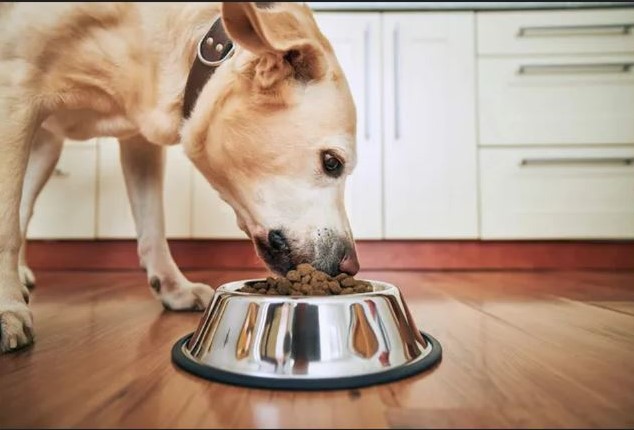 Best Fresh Dog Food
