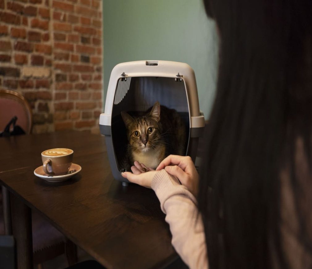 Best kitty Litter Box Best kitty Litter Box